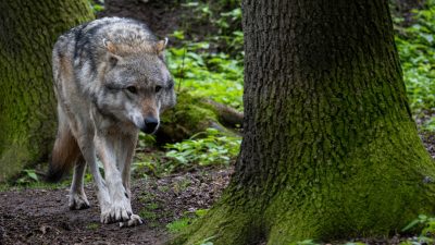 Bremen: DNA-Test bestätigt Wolfssichtung