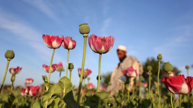 Rohopium wird aus Mohn hergestellt und dient als Basis für die Herstellung von Heroin.