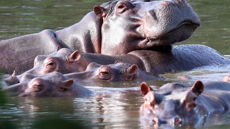 Flusspferde schwimmen in der Lagune im Hacienda Napoles Park - dem ehemaligen Privatanwesen des Drogenbarons Escobar, der vor Jahrzehnten drei weibliche und ein männliches Nilpferd importierte.