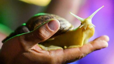 Riesenschnecken als Haustier können gefährlich sein