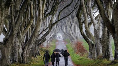 Sechs Buchen in „Game of Thrones“-Allee werden gefällt