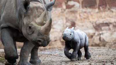 Tiergeburt gefilmt: Nashorn in englischem Zoo geboren